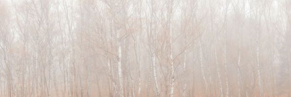 輸入壁紙 カスタム壁紙 PHOTOWALL / Silver Birch Trees in the Mist III (e85399)