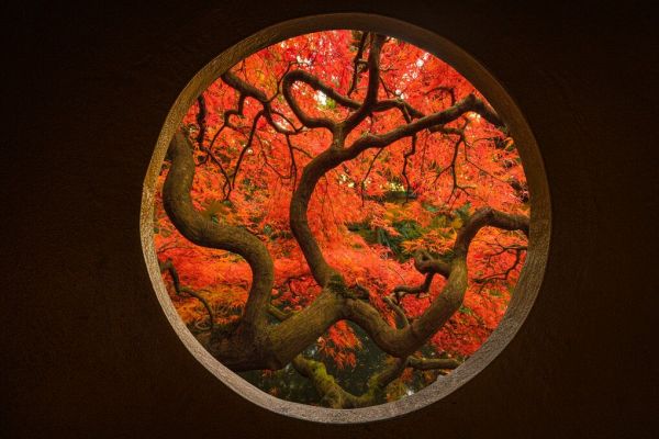 輸入壁紙 カスタム壁紙 PHOTOWALL / Autumn Sense (e85457)