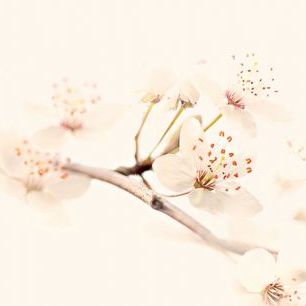 輸入壁紙 カスタム壁紙 PHOTOWALL / Harmony of Spring (e85493)