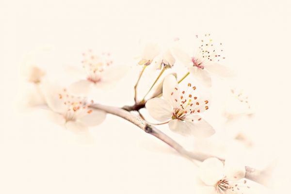輸入壁紙 カスタム壁紙 PHOTOWALL / Harmony of Spring (e85493)