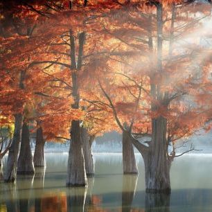 輸入壁紙 カスタム壁紙 PHOTOWALL / Sunny Cypress Trees (e85537)