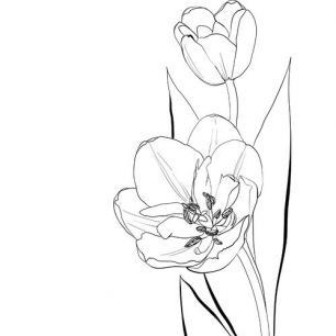 輸入壁紙 カスタム壁紙 PHOTOWALL / Flower Sketch (e331386)
