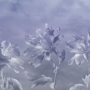 輸入壁紙 カスタム壁紙 PHOTOWALL / Columbine Flower - Monochrome Grey (e85407)