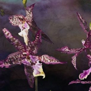 輸入壁紙 カスタム壁紙 PHOTOWALL / Purple Star Orchid (e85417)