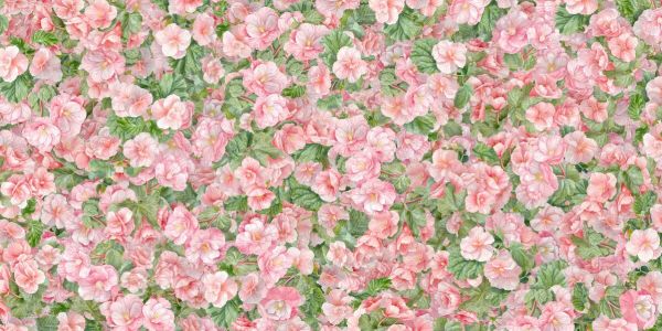 輸入壁紙 カスタム壁紙 PHOTOWALL / Begonia Flower the Power of Pink (e92874)