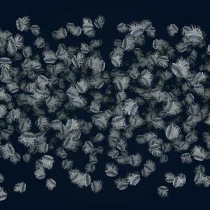 輸入壁紙 カスタム壁紙 PHOTOWALL / Dancing Jellyfish White on Dark Blue (e92880)