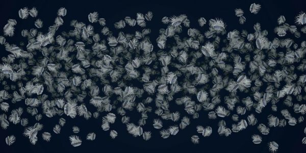 輸入壁紙 カスタム壁紙 PHOTOWALL / Dancing Jellyfish White on Dark Blue (e92880)