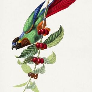 輸入壁紙 カスタム壁紙 PHOTOWALL / Parakeet Bird (e93249)