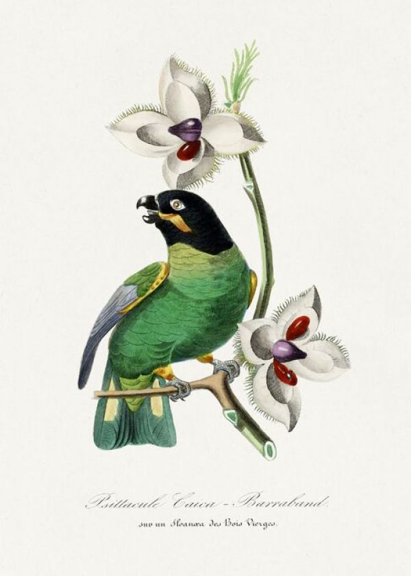 輸入壁紙 カスタム壁紙 PHOTOWALL / Rose Ringed Parakeet Bird (e93252)