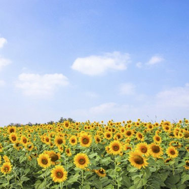 輸入壁紙 / PHOTOWALL / Soft Sunflowers (e40607)